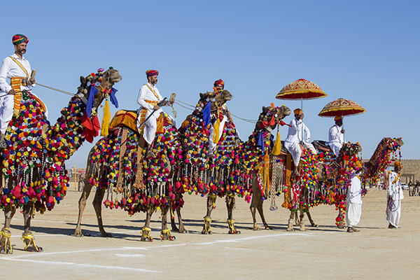 Camel Safari Tours in Rajasthan with Desert Festival Tours in Rajasthan 